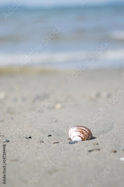 Fototapeta shell on the beach