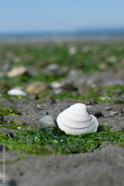 Fototapeta Seashell at the Beach