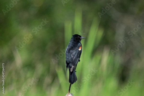 Fototapeta blackbird on a branch