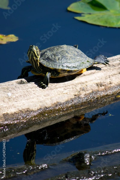 Fototapeta turtle in water