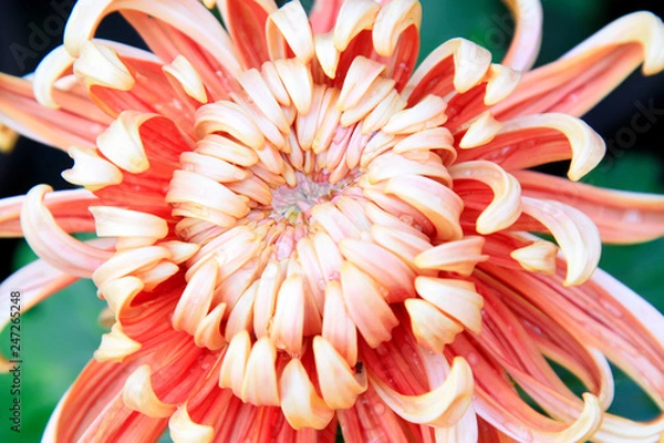 Fototapeta Chrysanthemum