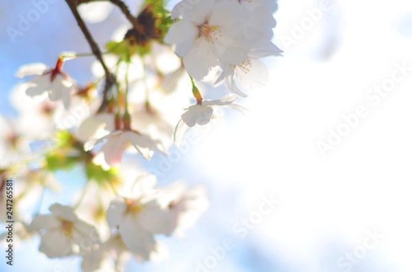 Fototapeta 太陽の光で輝く満開の桜