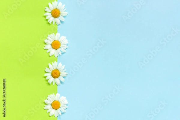 Obraz Vertical line chamomiles daisies flowers on green and blue color paper background in minimal style Copy space Template for lettering, text or your design Creative Flat lay Top view