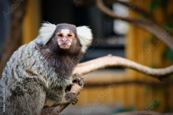 Fototapeta  marmoset monkey  