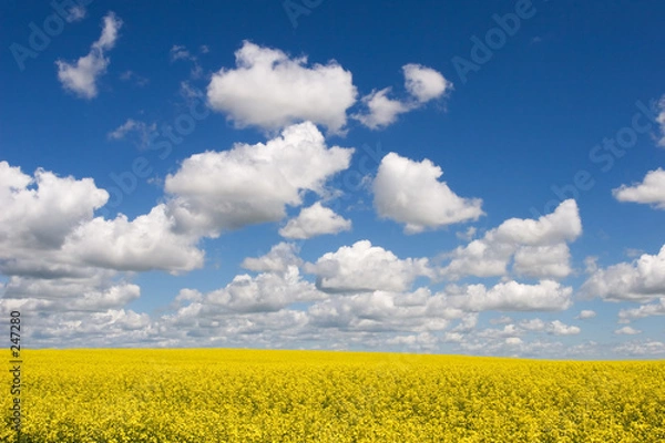 Obraz lato na prerii