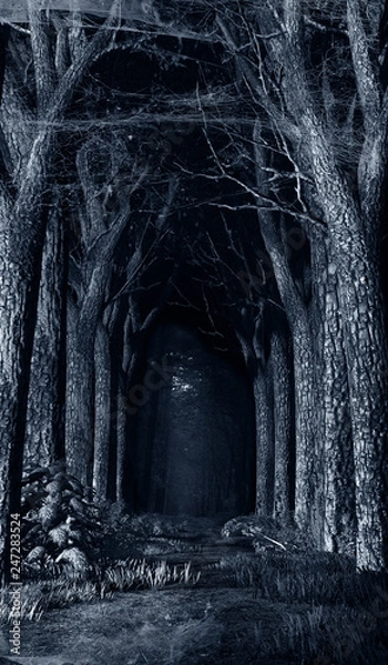 Fototapeta Road through dark forest