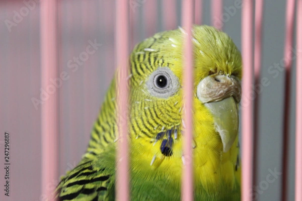 Obraz green parrot
