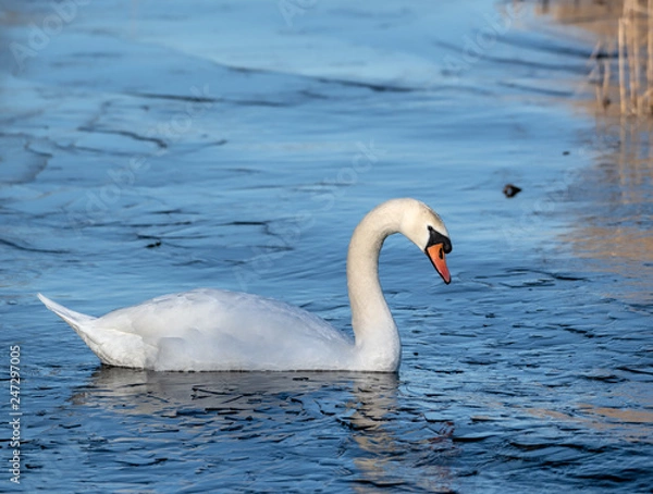 Obraz Mute Swan in Icy water