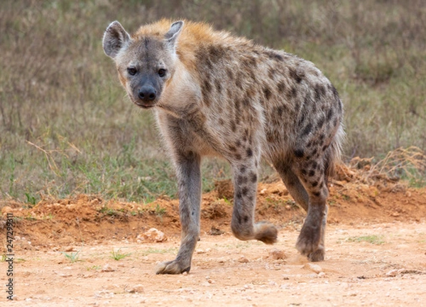 Obraz spotted hyena