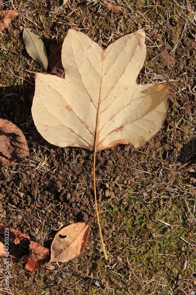 Fototapeta 黄葉したユリノキの葉/裏(宮城県)