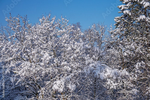Obraz Picturesque Snow Scene 