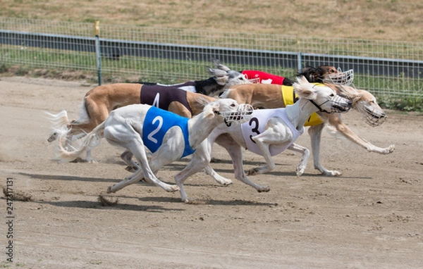 Obraz Greyhound, racing, Saluki, side view,