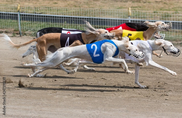 Obraz Greyhound, racing, Saluki, side view,