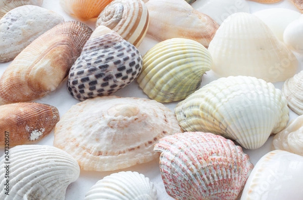Obraz Background of small sea shells