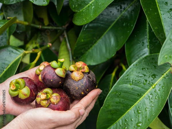 Obraz Mangosteen in hand