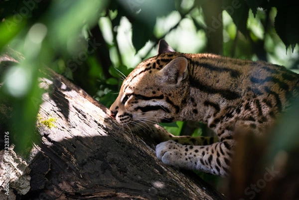 Obraz Ocelot in jungle tree branches