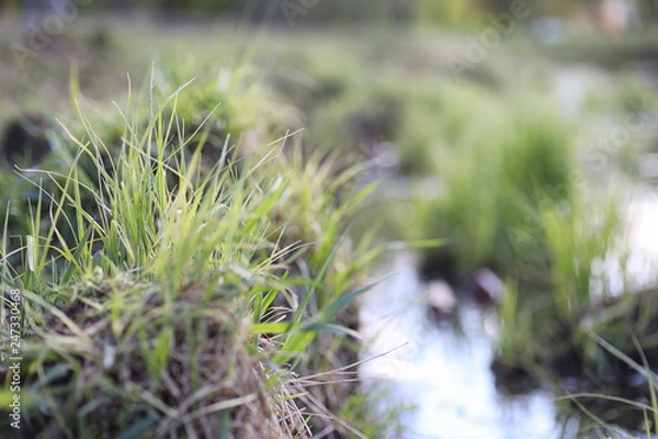 Fototapeta Spring nature. Leaves and bushes with the first green leaves in the park in the spring. Green leaves on branches in springtime.