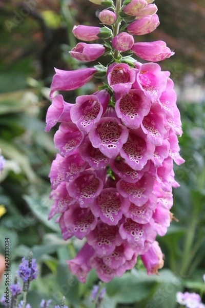 Obraz flower in the garden