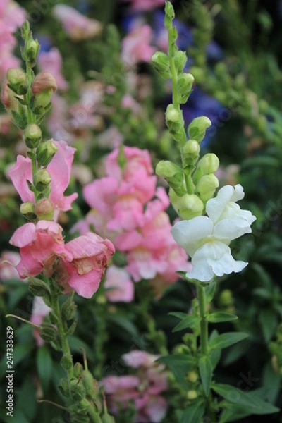 Obraz flower in the garden