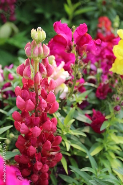 Obraz flowers in the garden