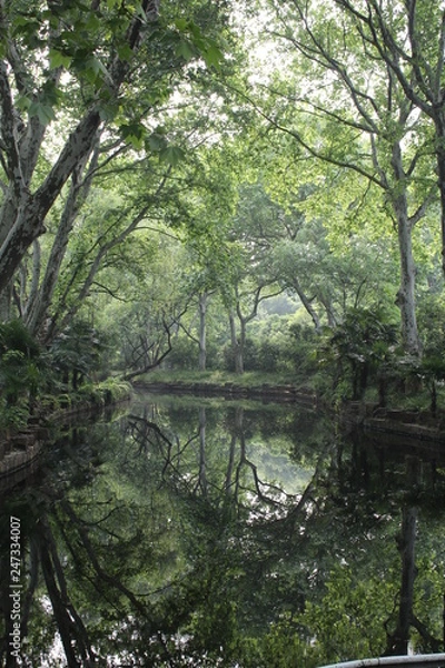 Obraz river in the forest