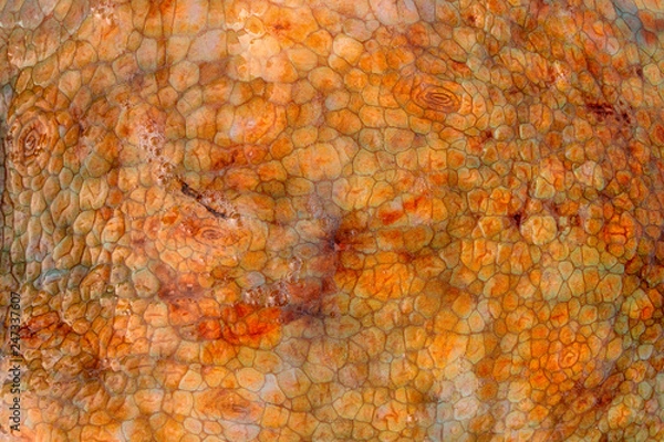Fototapeta The texture of the wet skin of a large octopus. Bright abstract background. Orange.