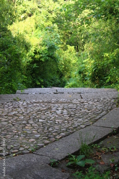 Obraz path in the park