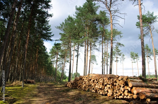 Fototapeta FOREST HARVESTERS
