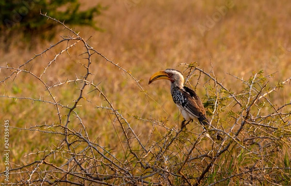 Obraz Red-billed hornbill