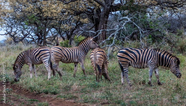Obraz Zebra's playing