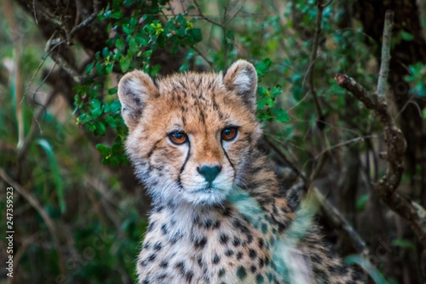 Obraz Cheetah Cub close up