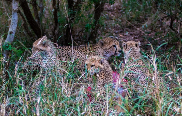 Obraz Young cheetas on the lookout