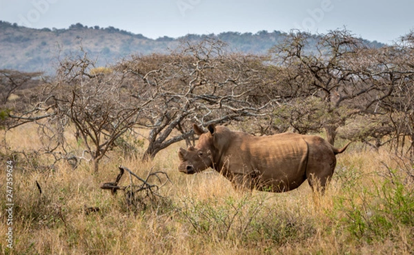 Obraz White rhino watching