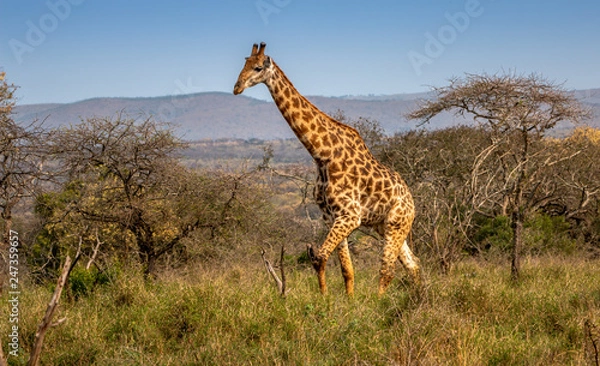 Obraz Giraffe walking by