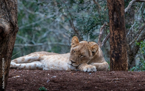 Obraz Lion Cub sleeping