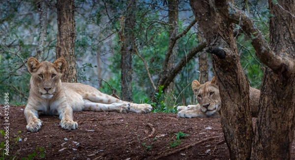 Obraz Two big lion cubs laying around
