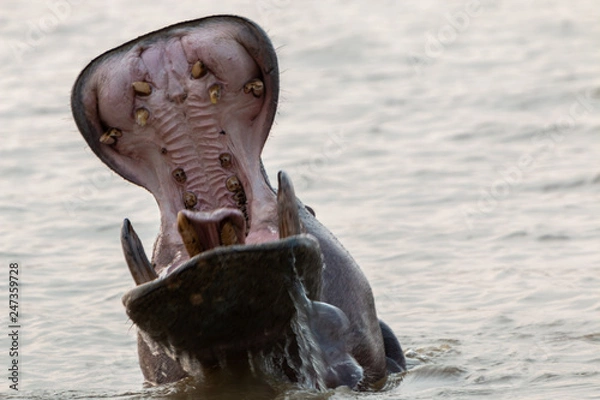 Obraz Hippo yawning