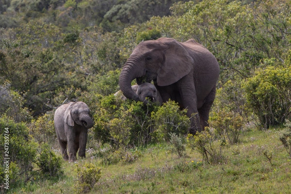 Obraz Elephants Addo elephant park