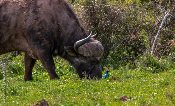 Obraz Buffalo and blue starling