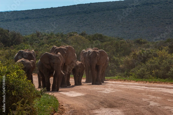 Obraz Elephants herd on the road