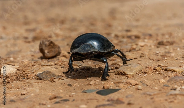 Obraz A Dung beetle on his way