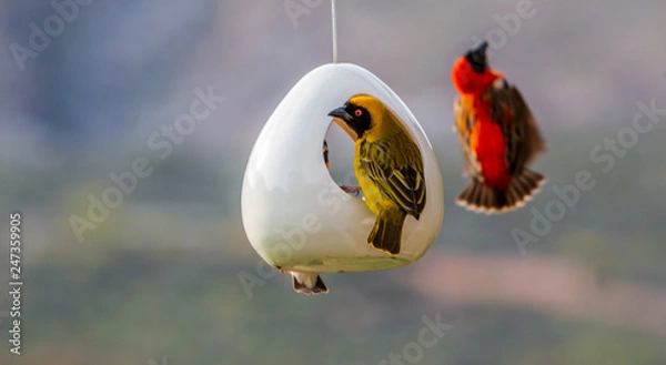 Obraz Southern red bishops