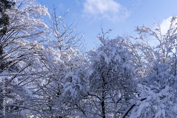Obraz Snow covered trees