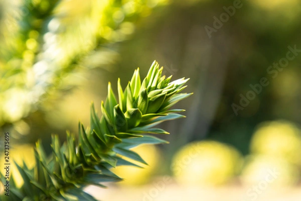Obraz araucana tree in a garden