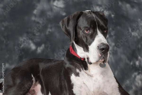 Fototapeta Great Dane