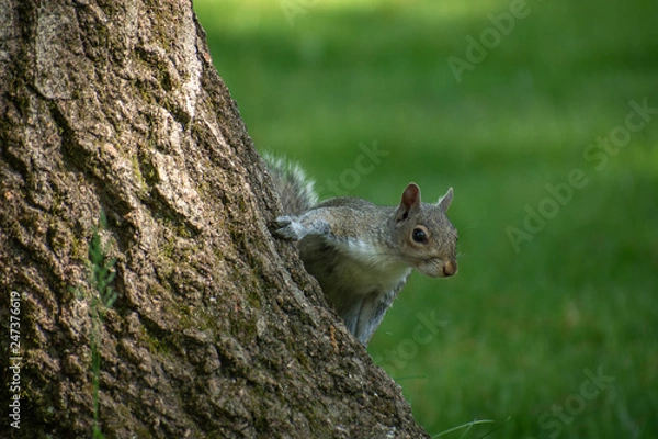 Obraz Squirrel