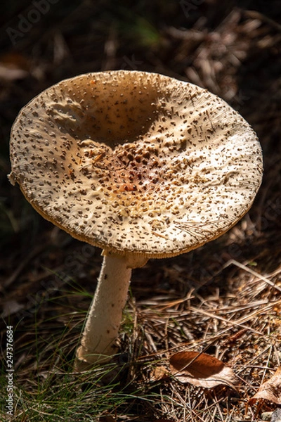 Obraz Toad Stool