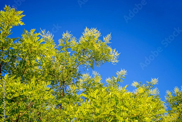 Fototapeta Жёлтая акация