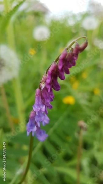 Obraz flowers in the wind