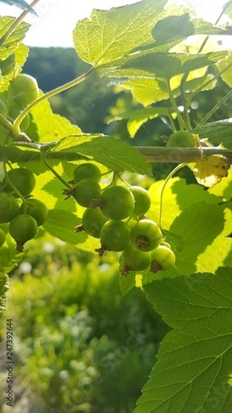 Obraz Currant ripens